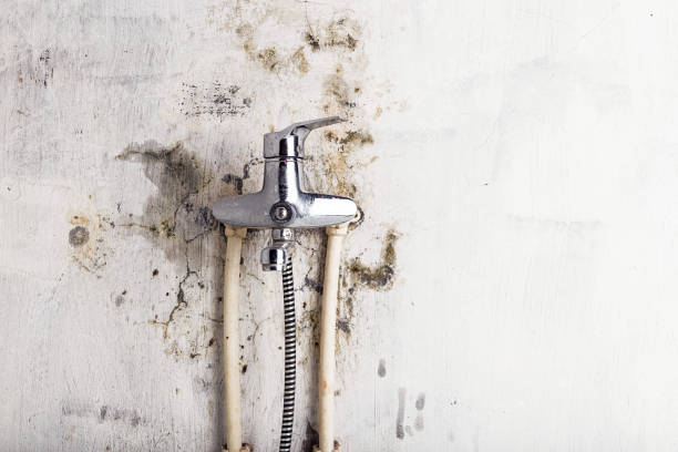 Best Mold Cleaning Services  in Goodhue, MN