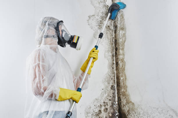 Best Residential Mold Removal  in Goodhue, MN