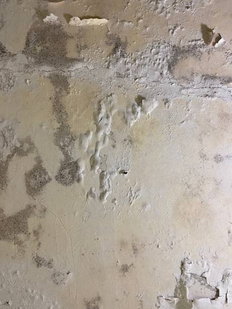 Best Certified Mold Removal  in Goodhue, MN