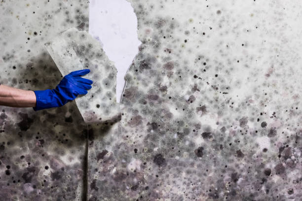 Mold Removal Process in Goodhue, MN
